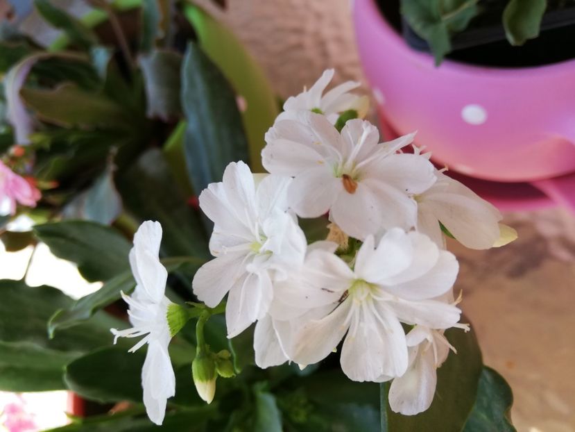  - 0-2019 - De prin curte