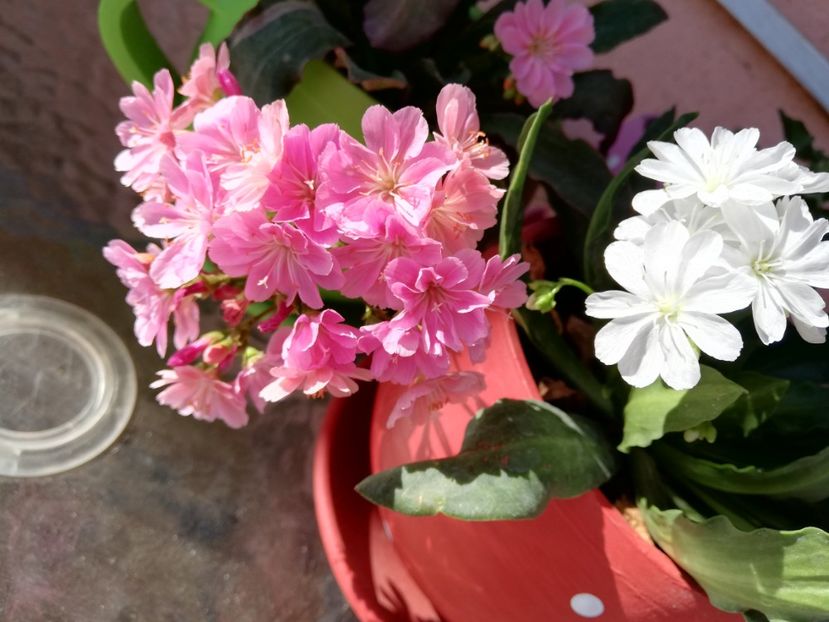  - 0-2019 - De prin curte