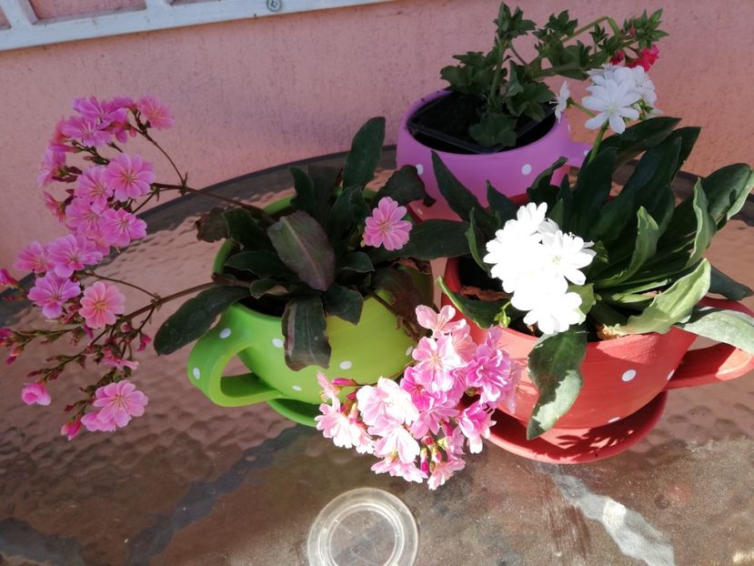  - 0-2019 - De prin curte