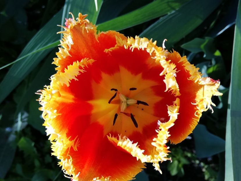  - 0-2019 - De prin curte