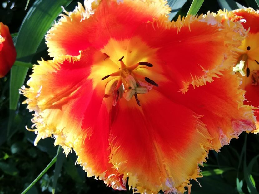  - 0-2019 - De prin curte