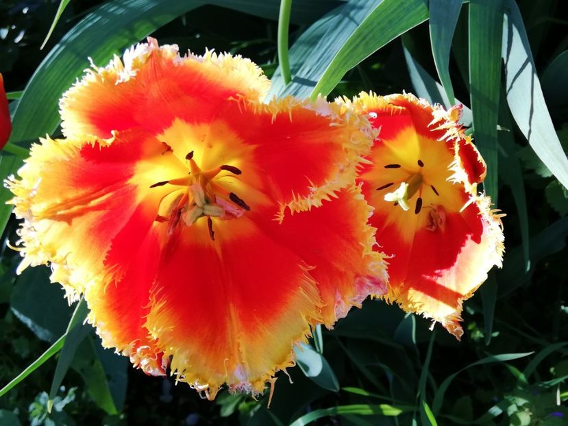  - 0-2019 - De prin curte