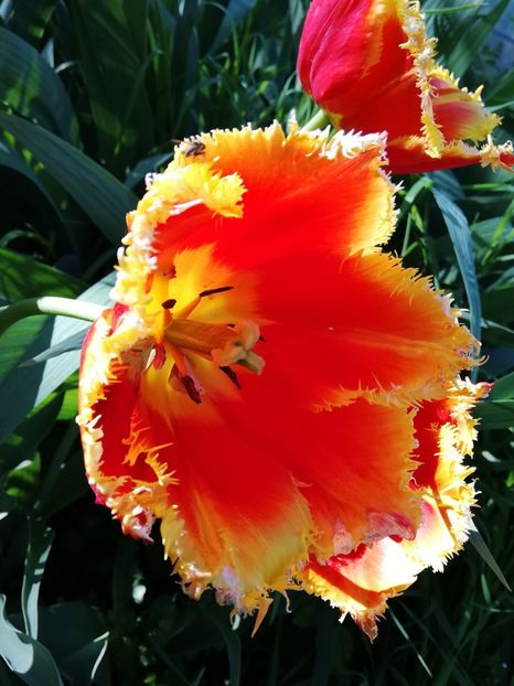  - 0-2019 - De prin curte