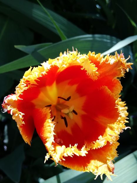  - 0-2019 - De prin curte