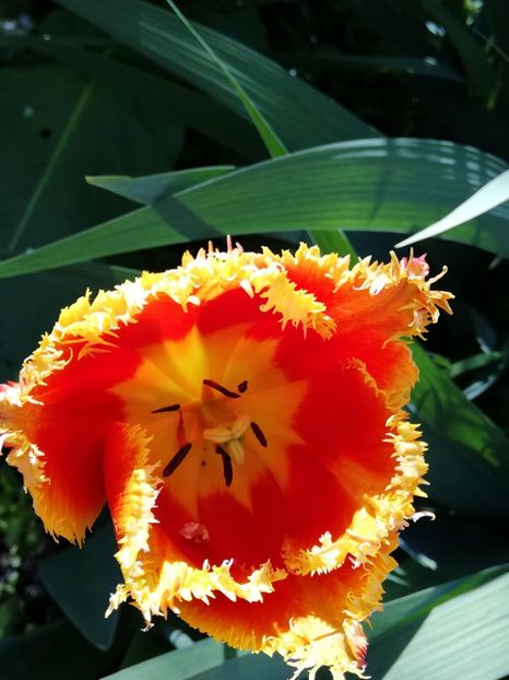  - 0-2019 - De prin curte