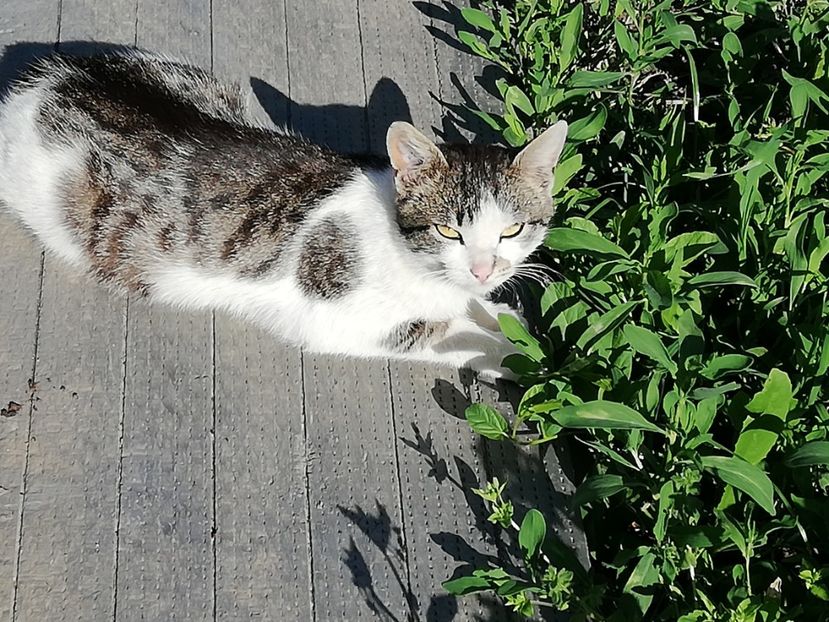  - 0-2019 - De prin curte