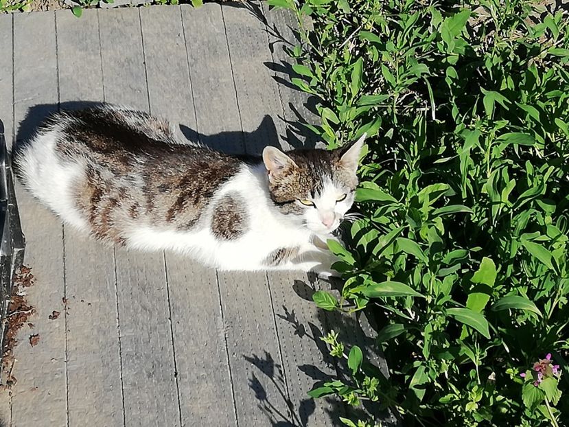  - 0-2019 - De prin curte