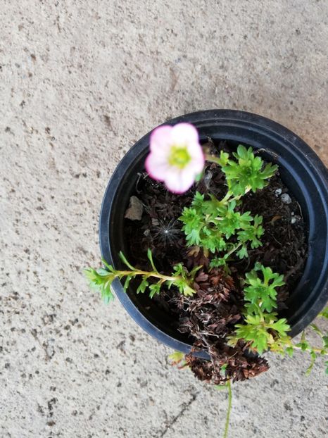  - 0-2019 - De prin curte