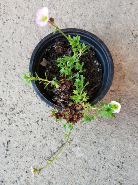  - 0-2019 - De prin curte