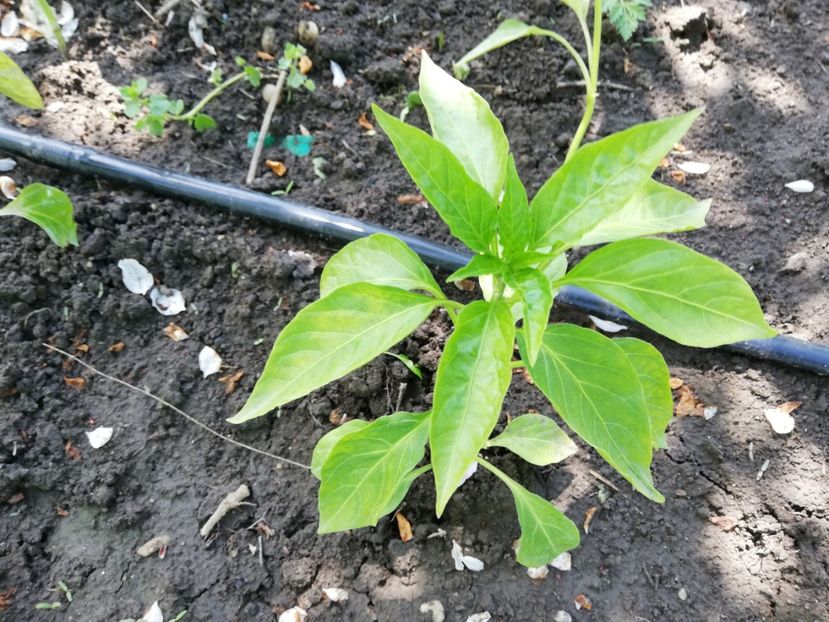  - 0-2019 - De prin curte