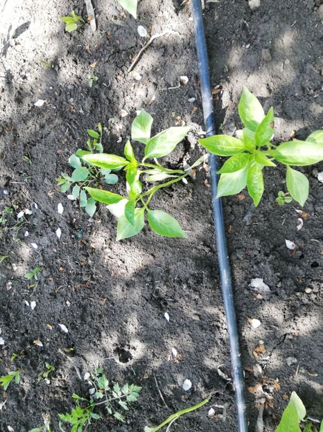  - 0-2019 - De prin curte