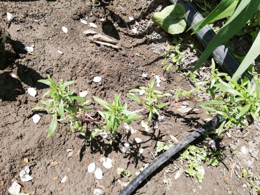  - 0-2019 - De prin curte