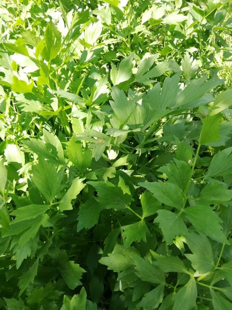  - 0-2019 - De prin curte