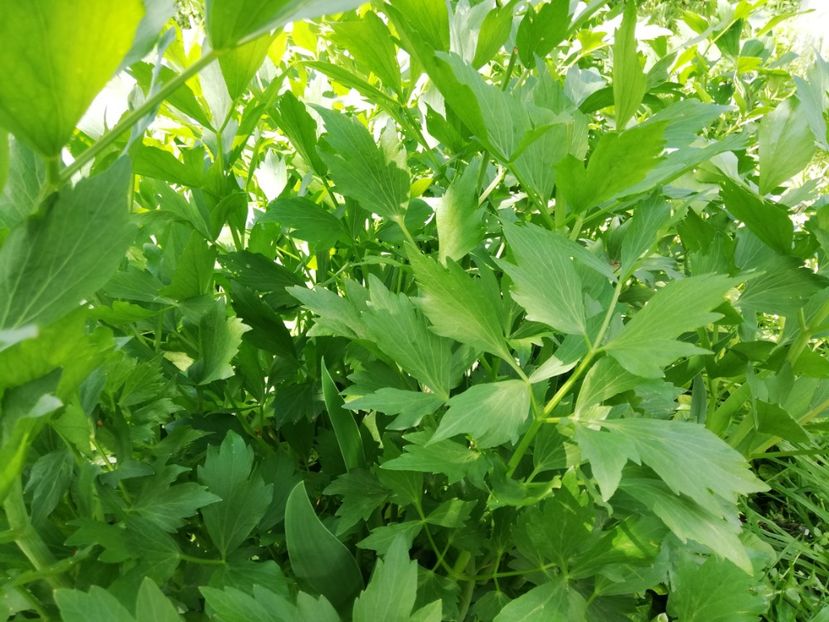  - 0-2019 - De prin curte