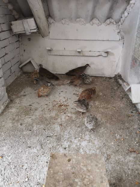  - Prepelite Virginia