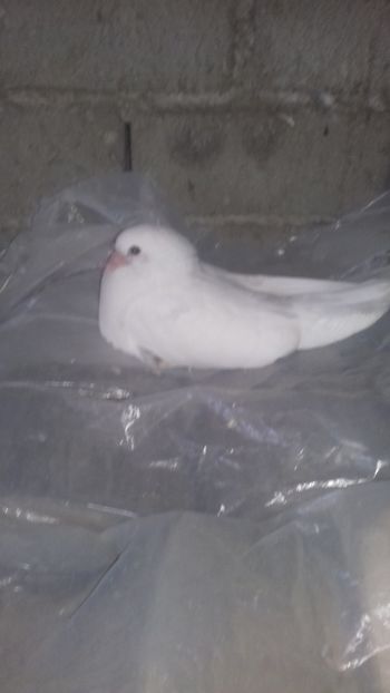  - Jucători takla turcesc