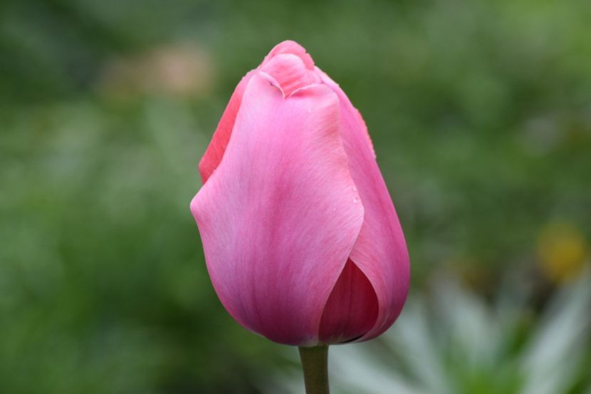  - Simfonia Lalelelor 2019