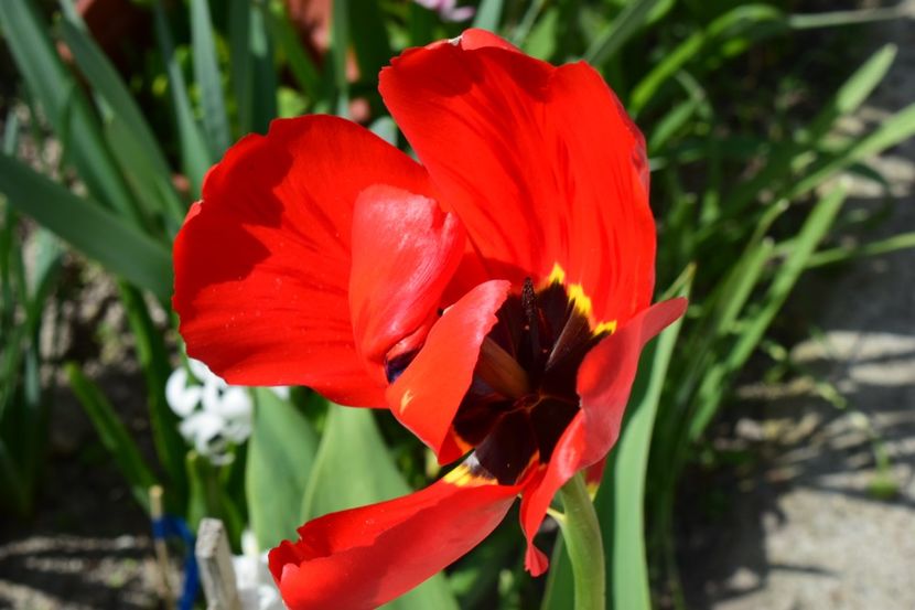  - Simfonia Lalelelor 2019