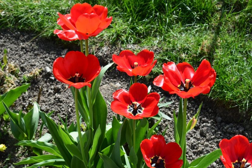  - Simfonia Lalelelor 2019