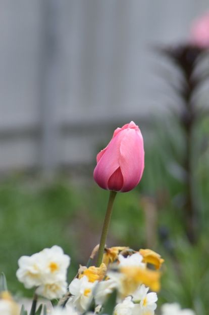  - Simfonia Lalelelor 2019