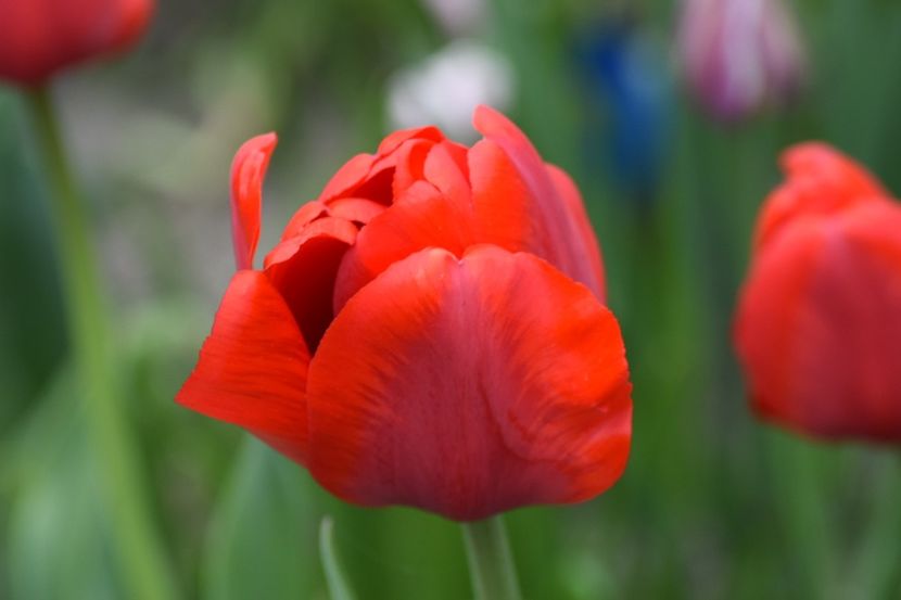  - Simfonia Lalelelor 2019