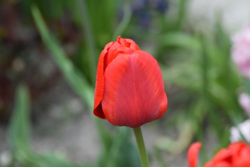  - Simfonia Lalelelor 2019