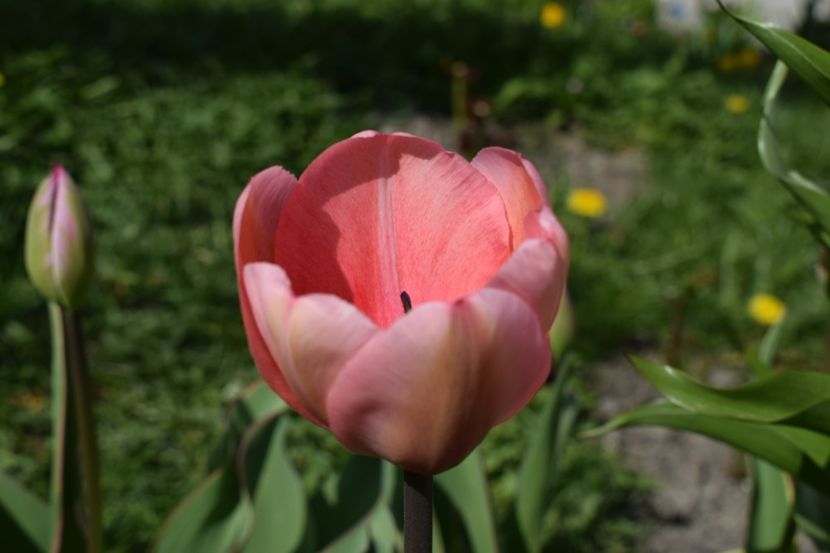  - Simfonia Lalelelor 2019