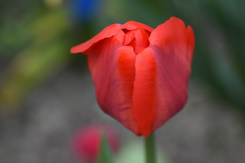  - Simfonia Lalelelor 2019