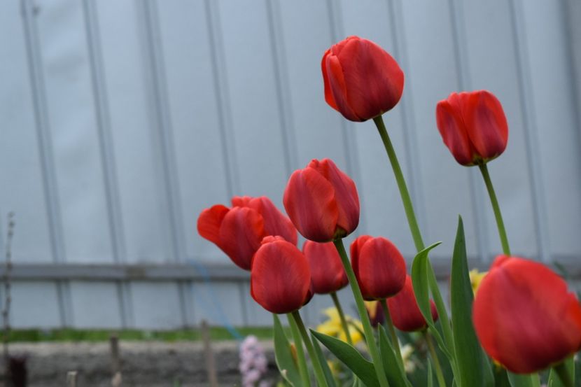  - Simfonia Lalelelor 2019