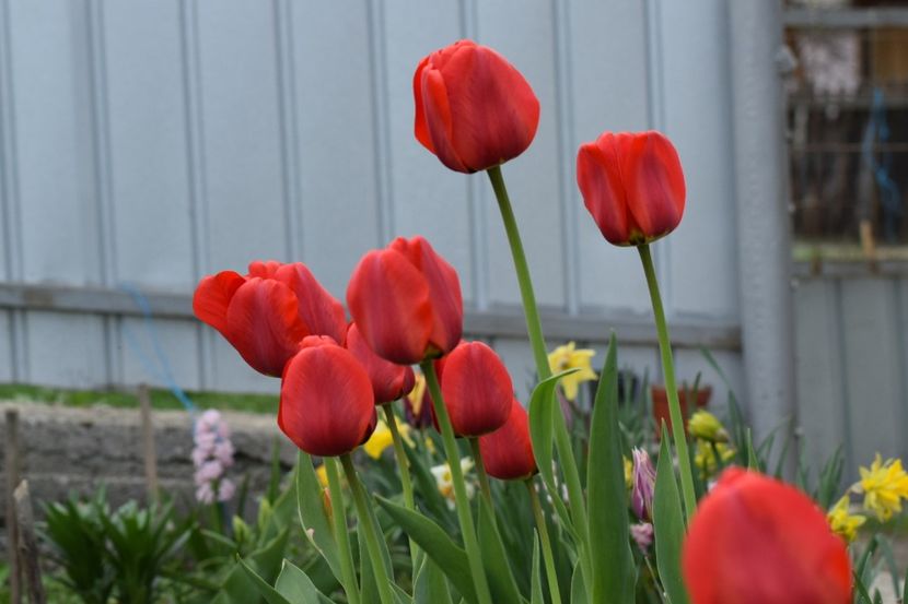  - Simfonia Lalelelor 2019