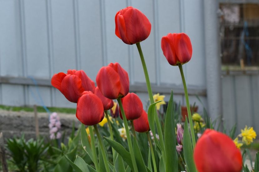  - Simfonia Lalelelor 2019