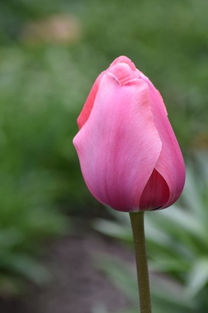  - Simfonia Lalelelor 2019