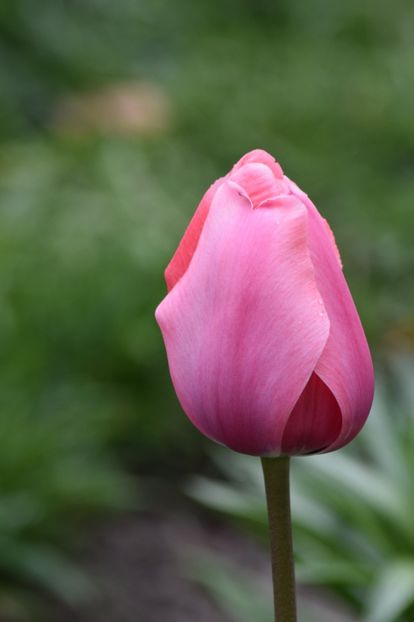  - Simfonia Lalelelor 2019