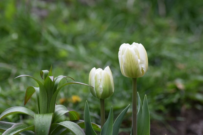  - Simfonia Lalelelor 2019