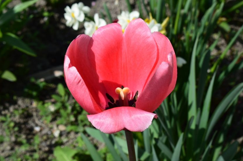  - Simfonia Lalelelor 2019