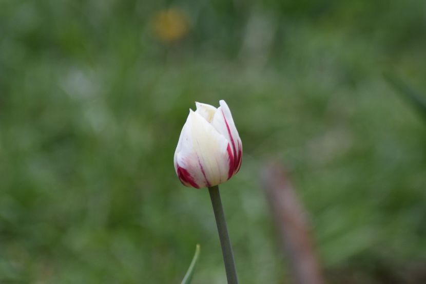  - Simfonia Lalelelor 2019