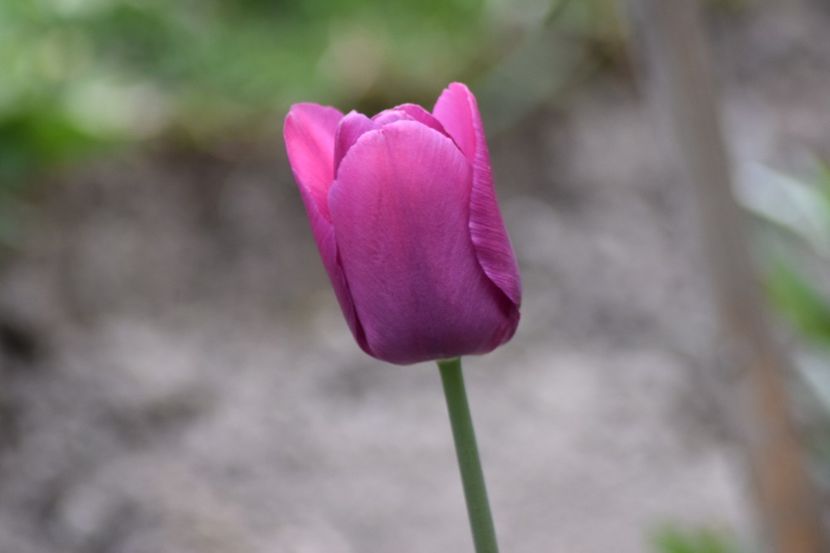  - Simfonia Lalelelor 2019