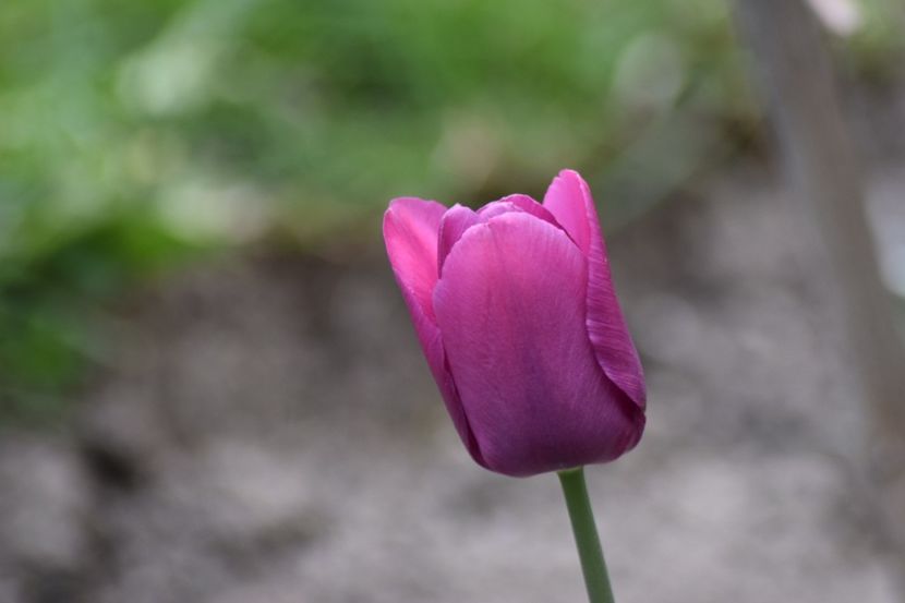  - Simfonia Lalelelor 2019