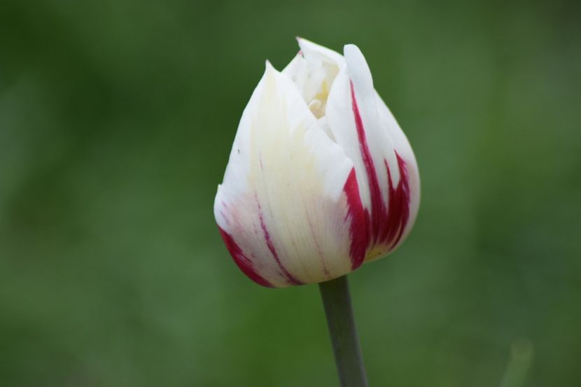  - Simfonia Lalelelor 2019