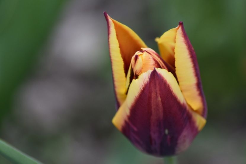  - Simfonia Lalelelor 2019