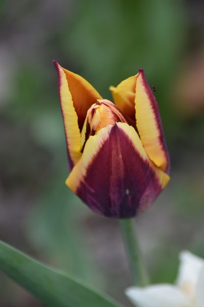  - Simfonia Lalelelor 2019