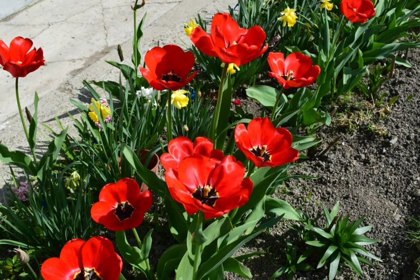  - Simfonia Lalelelor 2019