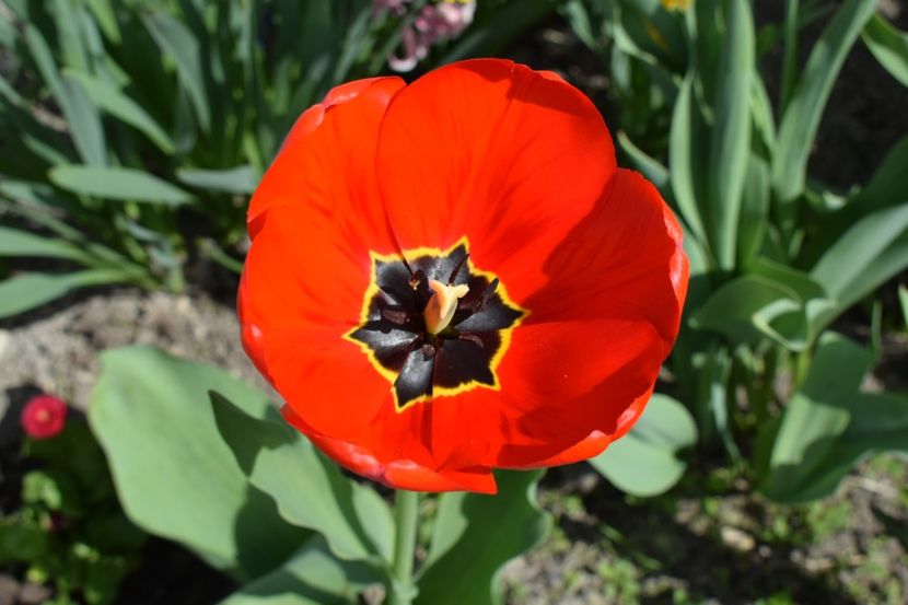  - Simfonia Lalelelor 2019