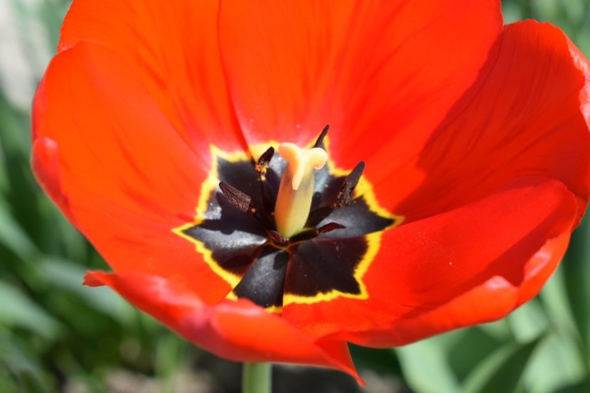  - Simfonia Lalelelor 2019