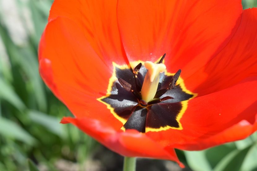  - Simfonia Lalelelor 2019