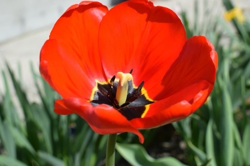  - Simfonia Lalelelor 2019