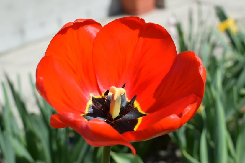  - Simfonia Lalelelor 2019