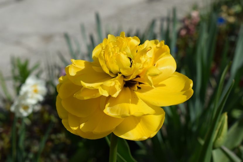  - Simfonia Lalelelor 2019