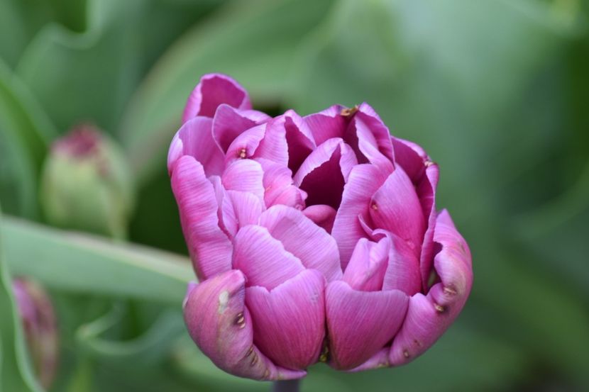  - Simfonia Lalelelor 2019