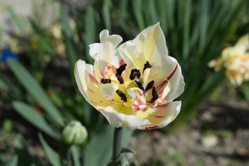  - Simfonia Lalelelor 2019